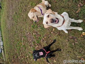 Wurfplanung 2026 - reinrassige Labrador Welpen  Bild 6