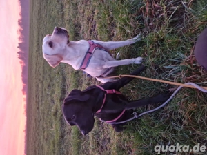 Wurfplanung 2026 - reinrassige Labrador Welpen  Bild 3