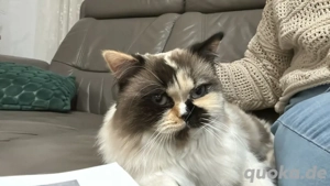Ragdoll Katze (weiblich), ca. 1 Jahr alt   Wohnungskatze