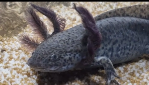 Axolotl suchen Pelletgeber Bild 7