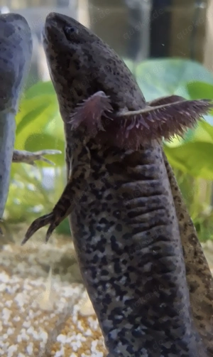 Axolotl suchen Pelletgeber Bild 6