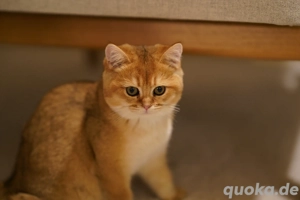 BKH Katze + Stammbaum