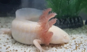 Axolotl suchen Pelletgeber Bild 5