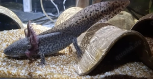 Axolotl suchen Pelletgeber Bild 8