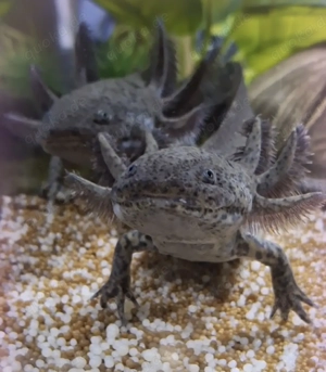 Axolotl suchen Pelletgeber