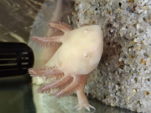 Axolotl suchen Pelletgeber Bild 9