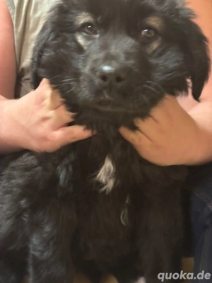 1 Mischlingswelpen suchen ein zu Hause 