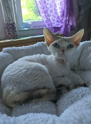 Ein zauberhaftes, blauäugiges Prinzesschen sucht ein liebevolles Zuhause für immer!