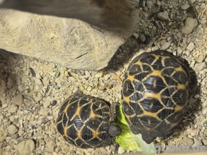 Sternenschildkröten Schildkröten