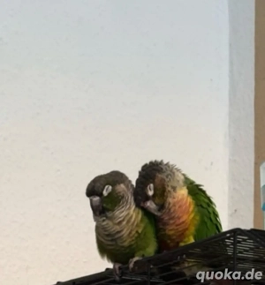 Molinasittich abzugeben   gesund & munter