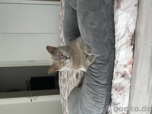  Liebevolles Zuhause für Kater Oscar gesucht 