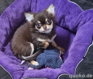 Bezaubernde Chihuahua Welpen schoko 