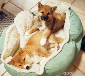 Shiba Inu Welpen   2 Rüden aus liebevoller Hobbyzucht