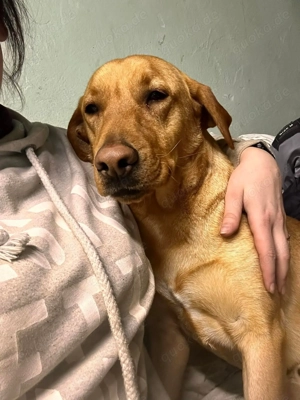 2J Labrador Rüde hellbraun KINDERLIEB 25kg 50cm Ausreise nach Adoption BUNDESWEIT MÖGLICH
