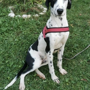 Dalmatiner Rüde KINDERLIEB Ausreise Bundesweit nach Adoption NOBEL