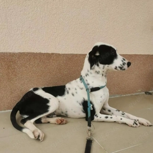 Dalmatiner Rüde KINDERLIEB Ausreise Bundesweit nach Adoption NOBEL