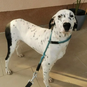 Dalmatiner Rüde 15Mon KINDERLIEB Ausreise Bundesweit nach Adoption