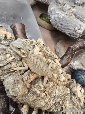 Bartagamen - Bartagame Jungtiere 