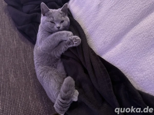 Britisch-Kurzhaar Katze in liebevolle Hände.