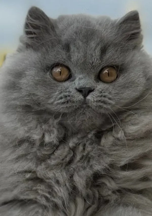 Wir haben noch einen Blue Smoke Boy und einTabby silver Mädchen 