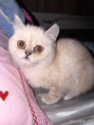 BKH Kätzchen   Weibchen, 11 Wochen alt
