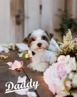 Süße und bezaubernde Yorkies suchen ein liebevolles Zuhause.