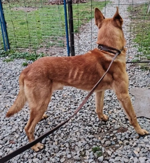 Malinois Rüde 6j  bundesweit ausreisebereit NACH ADOPTION  Bild 8