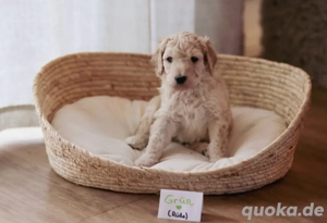 Goldendoodle F1b Standard welpen 