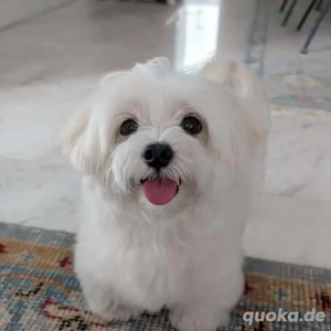 Die süßesten Malteser-Welpen