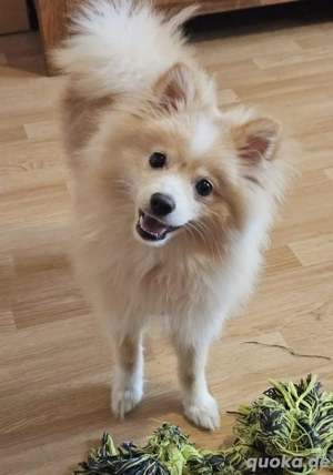 pomerian ( zwergspitz ) 