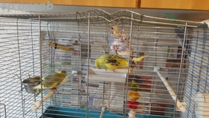 3 junge Wellensittiche