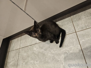 Babykatze Mix Bkh Maine Coon 