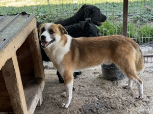 Saro ca. 48 cm   wurde ganz allein gelassen
