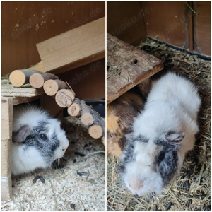 Kastrate aus geprüfter Meerschweinchen Zucht  Bild 3