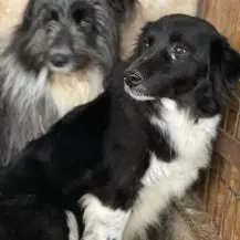 Shiva N ca. 42 cm   wünscht sich fürsorgliche Menschen