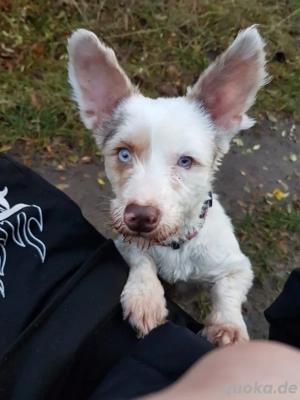 Livi ein etwas anderer Hund , aber wen stört das schon.