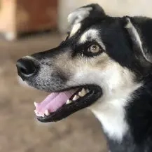 Jurij ca. 45 cm   wartet auf seine Chance