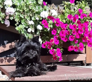 Yorkshire Terrier Welpen Bild 10