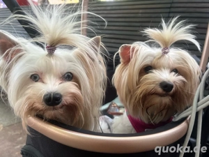 Yorkshire Terrier Welpen Bild 9