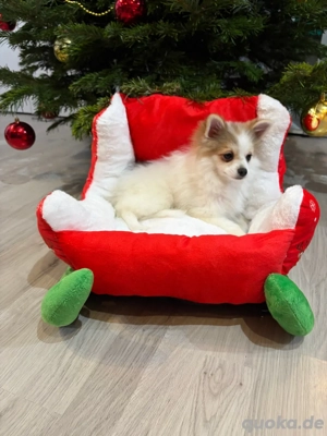 Einzigartiger Zwergspitzwelpe sucht sein Zuhause 