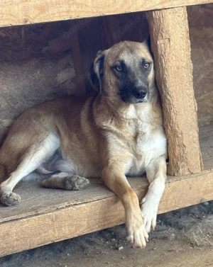 Yannis ca. 46 cm   der Fröhliche