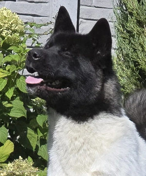 Niagara Large Heart,  akita