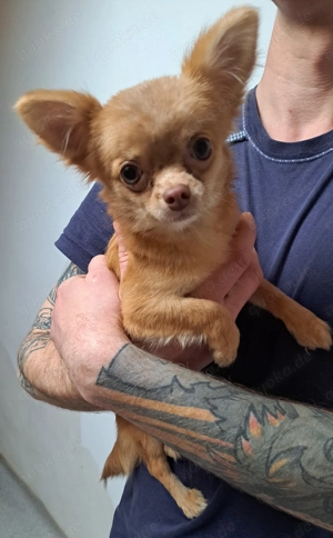 Chihuahua langhaar choco merle hündin mit Stammbaum 