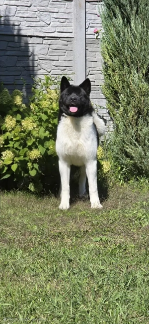 Niagara Large Heart,  akita Bild 2