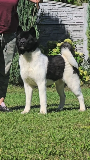 Niagara Large Heart,  akita Bild 3