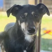 Solana ca. 45 cm   die Sanfte [auf Pflegestelle in 04229 Leipzig]