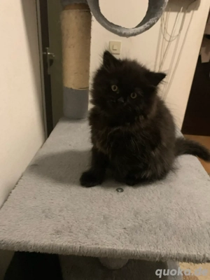 Wunderschöne British-Kurzhaar- British-Langhaar-Kitten abzugeben