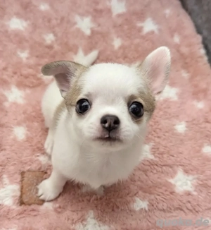 Chihuahua-Welpen Bild 8
