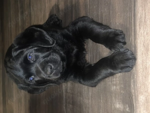 Labradorwelpe(Knuddelbärchen )suchen liebevolles zuhause