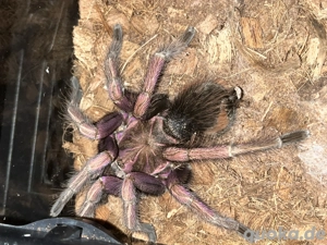 Vogelspinnen Brachypelma, Poecilotheria abzugeben